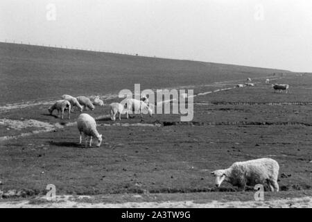 Adolf-Hitler-Koog, Schleswig-Holstein, 1936. Adolf Hitler Koog in Schleswig-Holstein, 1936. Foto Stock