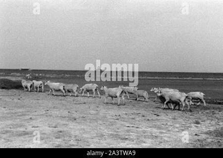 Adolf-Hitler-Koog, Schleswig-Holstein, 1936. Adolf Hitler Koog in Schleswig-Holstein, 1936. Foto Stock