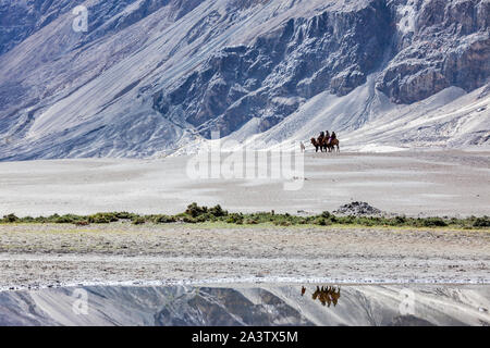 I turisti a cavallo di cammelli in Valle di Nubra, Ladakh, India Foto Stock