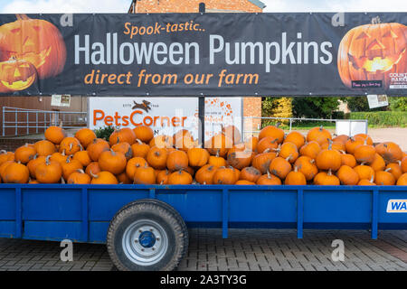 Visualizzazione di zucche in vendita per la festa di Halloween a Bordon paese mercato, Hampshire, Regno Unito Foto Stock