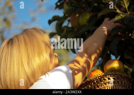 Donna raccolta di mele da un albero di mele nella staffa Foto Stock