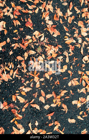 In autunno, sull'asfalto di un suburban parcheggio, molte piccole foglie di giallo sono stati prelevati da un albero Foto Stock