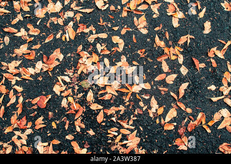 In autunno, sull'asfalto di un suburban parcheggio, molte piccole foglie di giallo sono stati prelevati da un albero Foto Stock