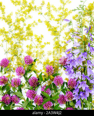 Campo di fiori selvatici piatto isolato laici om sfondo bianco, erbe di campo: trifoglio, bell fiore e bedstraw rendere bellissimo design, primo piano, top view, Wil Foto Stock