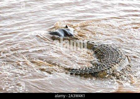 Un enorme coccodrillo del Nilo, Crocodylus niloticus, prende un gnu dalla mandria attraversando il fiume Mara durante l annuale grande migrazione. Foto Stock