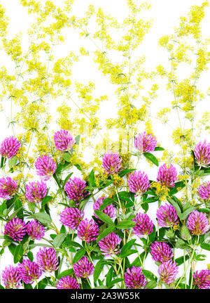Campo di fiori selvatici piatto isolato laici om sfondo bianco, erbe di campo: trifoglio e bedstraw rendere bellissimo design paattern, primo piano, Top vista aerea Foto Stock