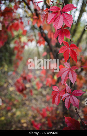 Rosso brillante Foglie di autunno di uva selvatica nella foresta in blur, lussureggiante sfondo, spazio di copia Foto Stock