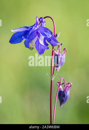 Aquilegia alpina Aquilegia vulgaris fiore in un prato di Cotswold GLOUCESTERSHIRE REGNO UNITO Foto Stock