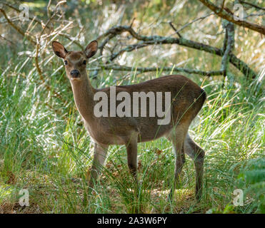 Sika deer Cervus nippon hind passeggiate attraverso boschi presso la Arne riserva vicino Poole nel Dorset Regno Unito Foto Stock