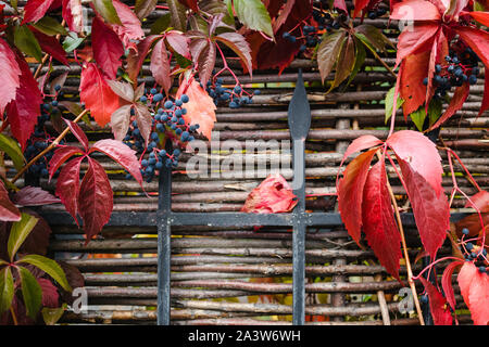 Rosso brillante autunno foglie e bacche di colore blu uva selvatica che cresce su la recinzione, succosa sfondo, spazio di copia Foto Stock