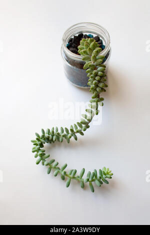 Sedum morganianum succulenta, noto anche come asino impianto di coda, isolato su sfondo bianco Foto Stock