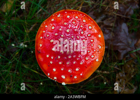 Vista dall'alto di un fly agaric, amanita muscaria, bianco e punteggiata di bianco senza branchie fungo tossico Foto Stock