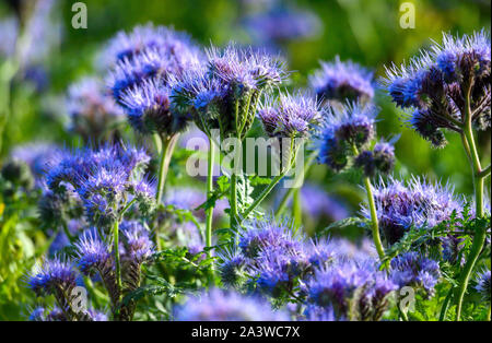 07 ottobre 2019, Meclemburgo-Pomerania, Dreilützow: una fioritura Phacelia impianto su un campo. Phacelia è anche chiamato un 'bee amante' perché i suoi fragranti fiori blu sono popolari con api e di altri insetti. Foto: Jens Büttner/dpa-Zentralbild/ZB Foto Stock