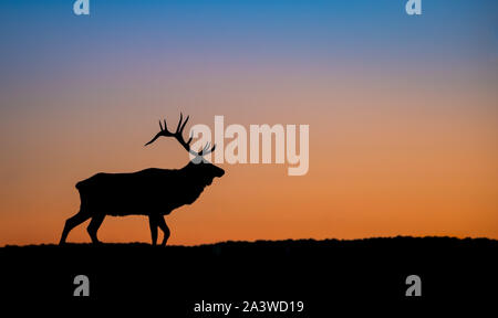 Elk silhouette su una montagna al tramonto Foto Stock