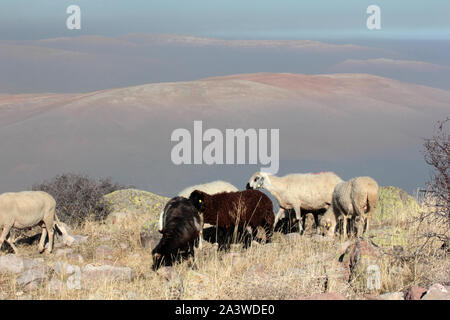 Pecore al pascolo alto sopra foggy mountain Foto Stock