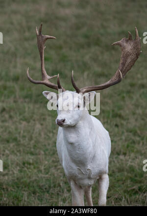 Daino: Dama Dama. Feste di addio al celibato, colore bianco. Santuario della fauna selvatica, Surrey, Regno Unito Foto Stock