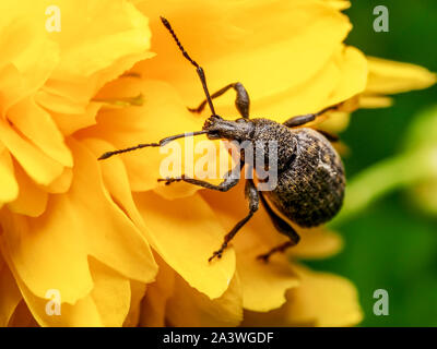 Un adulto vine curculione (Otiorhynchus sulcatus) fa il suo modo attraverso una testa di fiori Foto Stock