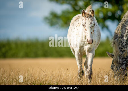 Knabstrupper Appaloosa Pony maculato puledro in erba dei pascoli Foto Stock