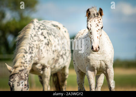 Knabstrupper Appaloosa Pony maculato puledro in erba dei pascoli Foto Stock