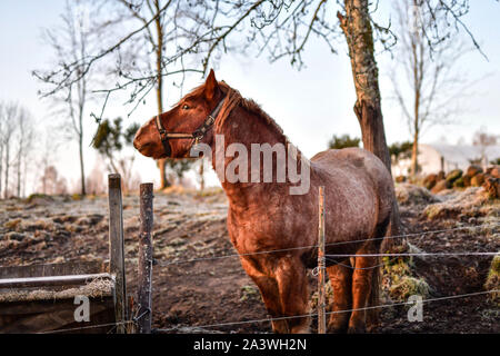 La Svezia. Paesaggio Circostante Hokerum, una località situata nel comune di Ulricehamn, Vastra Gotaland County. Progetto svedese cavallo in una penna al tramonto Foto Stock