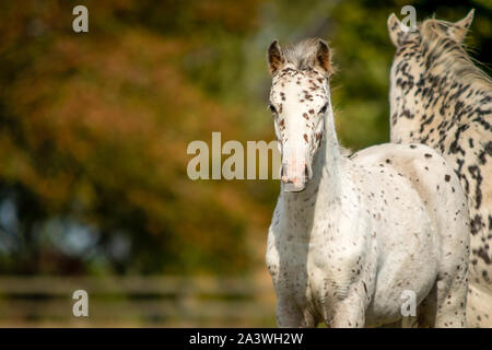 Knabstrupper Appaloosa Pony maculato puledro in erba dei pascoli Foto Stock