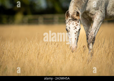 Knabstrupper Appaloosa Pony maculato puledro in erba dei pascoli Foto Stock