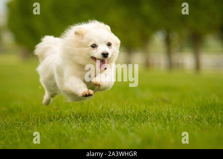 Carino bianco Spitz tedesco Klein cane nel Parco di erba Foto Stock
