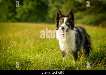 Felice Black Tri Border Collie cane in erba prato Foto Stock