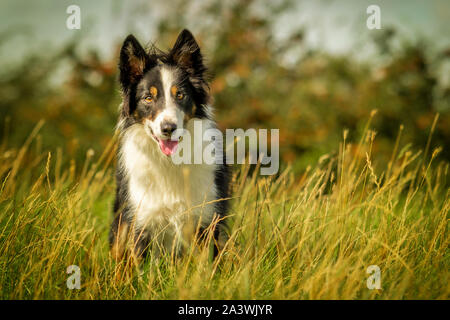 Felice Black Tri Border Collie cane in erba prato Foto Stock