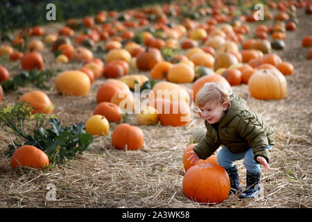 Alex McCallum, di età compresa tra i 22 mesi, da South Queensferry prende parte alla Raccolta zucche a Craigie Farm a South Queensferry, Edimburgo, precedendo di Halloween. Foto di PA. Picture Data: giovedì 10 ottobre, 2019. Foto di credito dovrebbe leggere: Jane Barlow/PA FILO Foto Stock