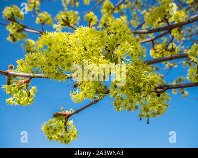 Lime fiorisce in primavera Foto Stock