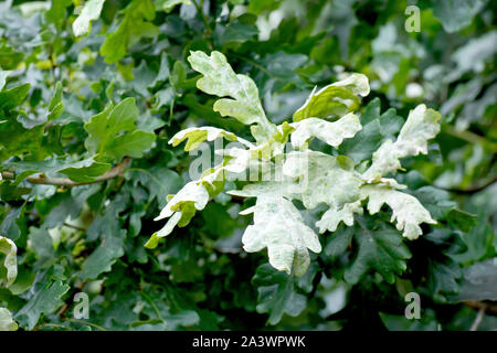 Quercia sessile o rovere (quercus petraea), primo piano delle foglie ricoperte di muffa in polvere (eritisiphe alfitoides o alfitoides di microsfera). Foto Stock