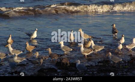 Gregge di adulti e giovani aringhe gabbiano (Larus argentatus). Spiaggia di Aberdeen, Scozia, Regno Unito. Foto Stock