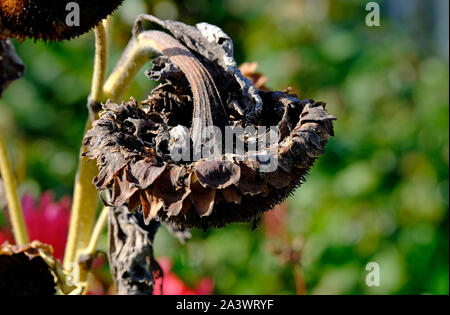 Morto testa di semi di girasole in giardino, Norfolk, Inghilterra Foto Stock