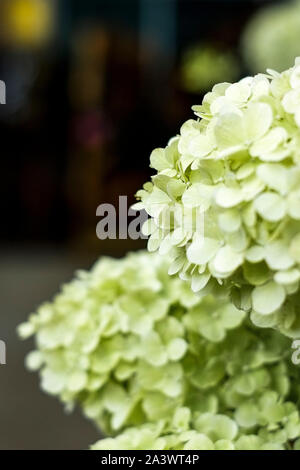 Hydrangea paniculata Limelight sul display e sulla vendita in un giardino centrale. Foto Stock