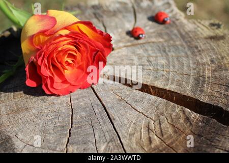 La foto mostra una rosa sulla massa di legno. Foto Stock