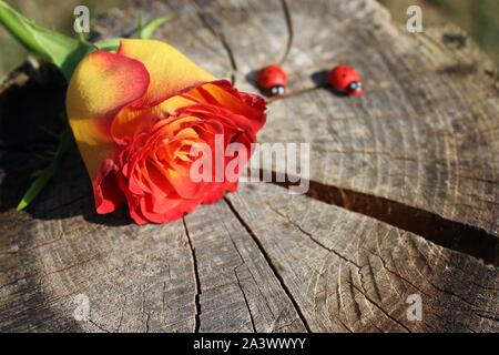 La foto mostra una rosa sulla massa di legno. Foto Stock