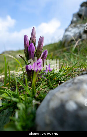 Il tedesco la genziana (Gentianella germanica) fiore crescente sul Monte Poieto in Italia Foto Stock