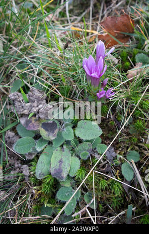 Il tedesco la genziana (Gentianella germanica) fiore crescente sul Monte Poieto in Italia Foto Stock