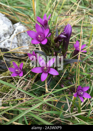 Il tedesco la genziana (Gentianella germanica) fiore crescente sul Monte Poieto in Italia Foto Stock