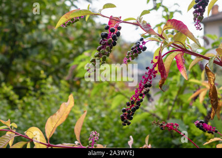 Pokeweed (Phytolacca americana ) bacche maturazione in San Pellegrino Italia Foto Stock