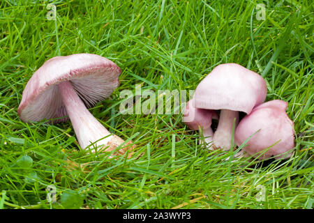 Lepista sordida (esile blewit) è trovato nel bosco misto di solito tra foglia e di lettiera avviene attraverso l'emisfero settentrionale. Foto Stock