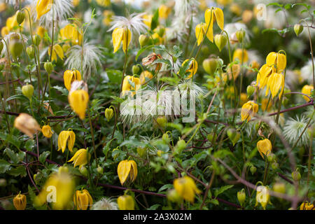 Campana gialla fiore a forma di nome Clematis tangutica o Bill Mackenzie in fiore Foto Stock