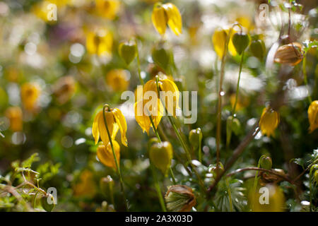 Campana gialla fiore a forma di nome Clematis tangutica o Bill Mackenzie in fiore Foto Stock