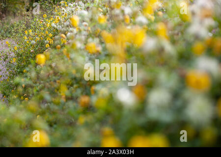 Campana gialla fiore a forma di nome Clematis tangutica o Bill Mackenzie in fiore Foto Stock