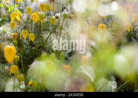 Campana gialla fiore a forma di nome Clematis tangutica o Bill Mackenzie in fiore Foto Stock