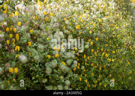 Campana gialla fiore a forma di nome Clematis tangutica o Bill Mackenzie in fiore Foto Stock