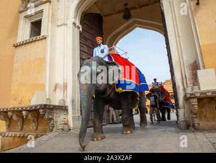 Corsa su elefante in Forte Amer e palazzo, Rajasthan, Amer, India Foto Stock