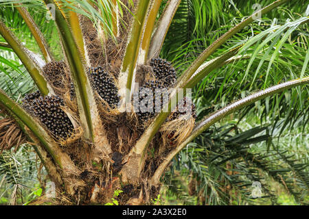 Chiudere la vista di olio Palm tree top con frutta. Olio di palma coltivazione è stata criticata per gli impatti sull'ambiente naturale, tra cui la deforestazione un Foto Stock