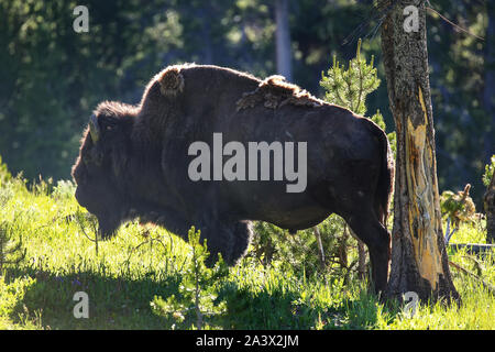 Il bisonte maschio in piedi accanto ad un albero strofinata nel Parco Nazionale di Yellowstone, Wyoming USA Foto Stock